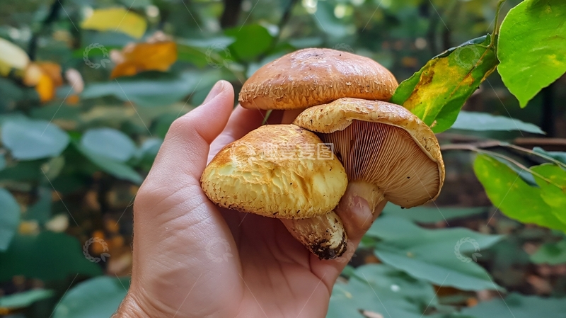 高清大图下载【趣麦麦图】手摘蘑菇