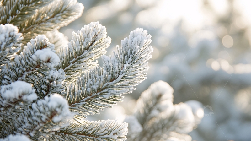 高清大图下载【趣麦麦图】雪松高清背景图