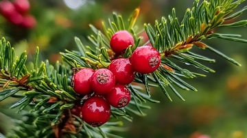 红豆杉果实特写
