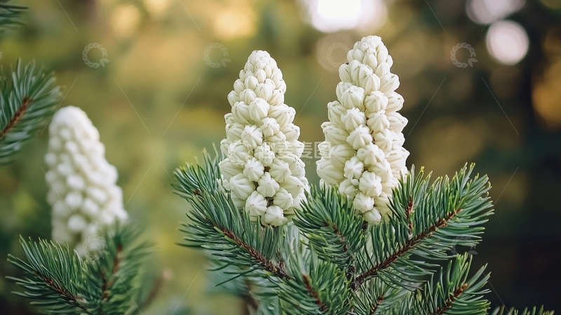 高清大图下载【趣麦麦图】唯美松树花