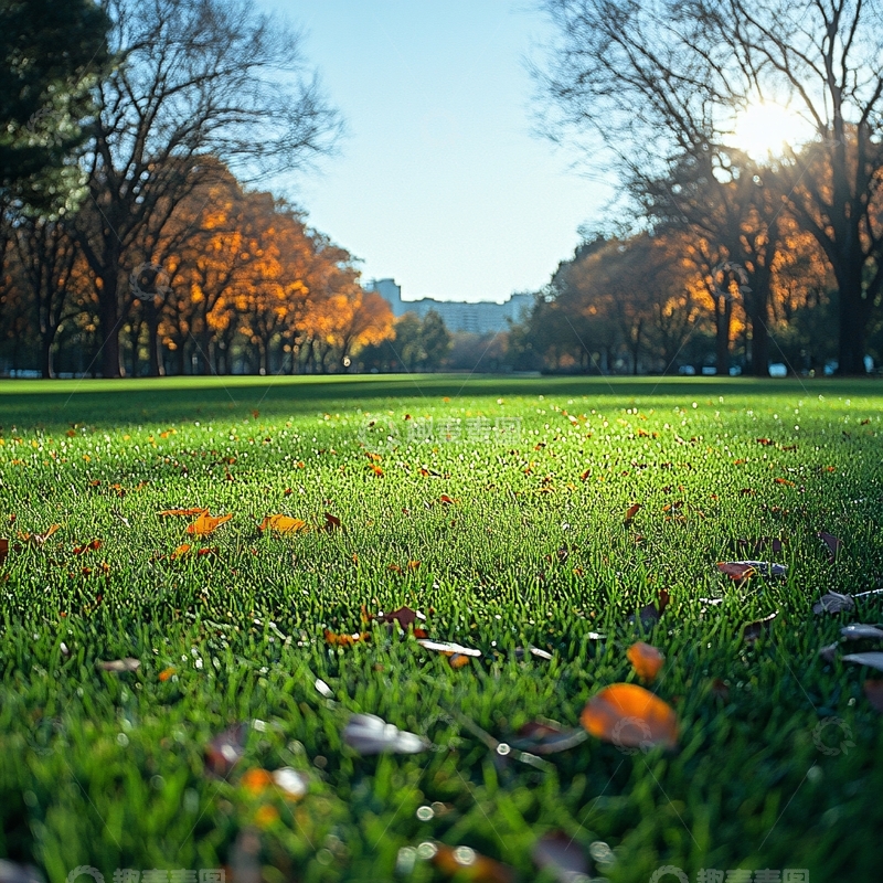 高清大图下载【趣麦麦图】校园草坪落叶