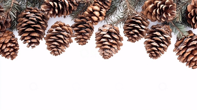 高清大图下载【趣麦麦图】松果白底图