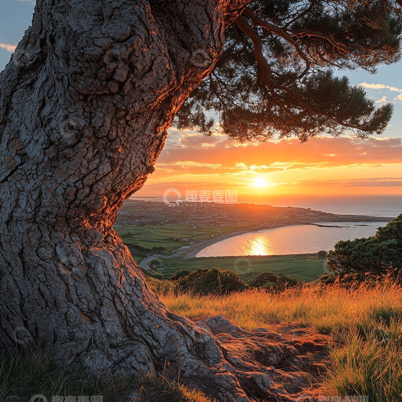 高清大图下载【趣麦麦图】大树落日