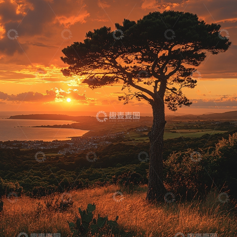 高清大图下载【趣麦麦图】树背景晚霞素材