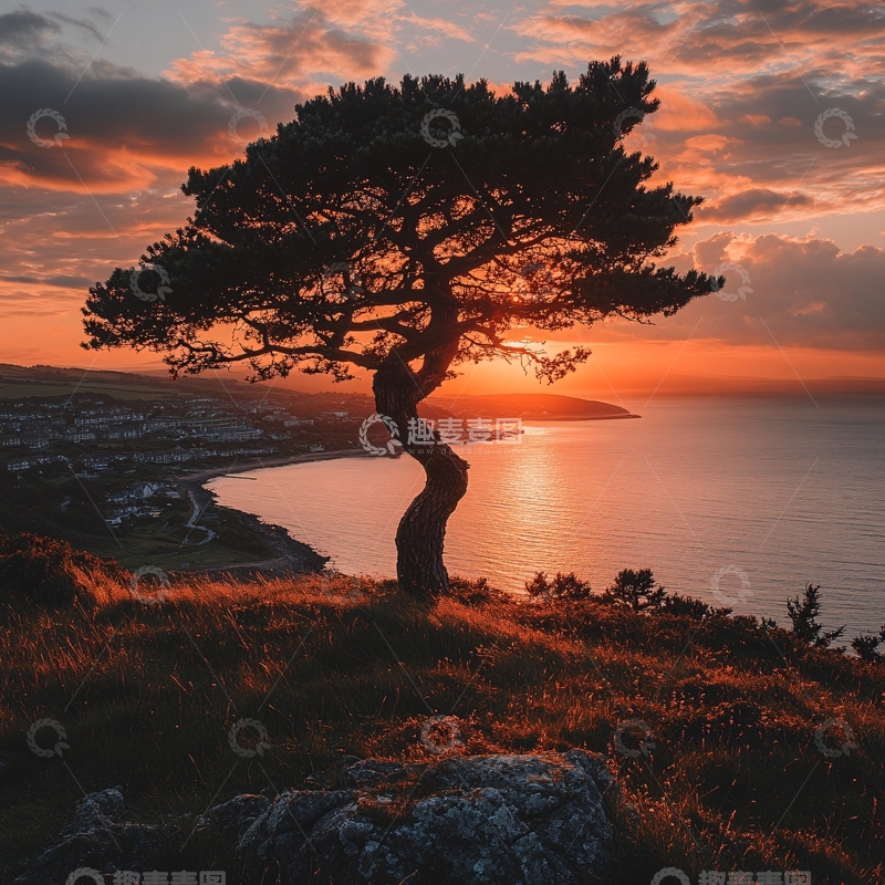 高清大图下载【趣麦麦图】晚霞下的松树1