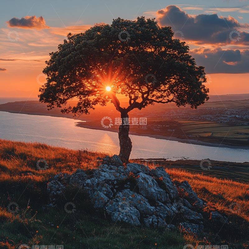 高清大图下载【趣麦麦图】唯美阳光小树25