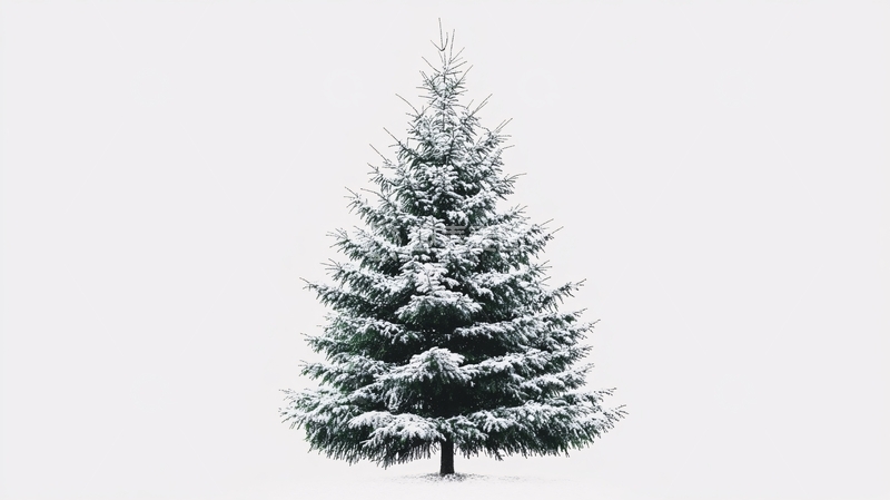 高清大图下载【趣麦麦图】雪杉植物树木6