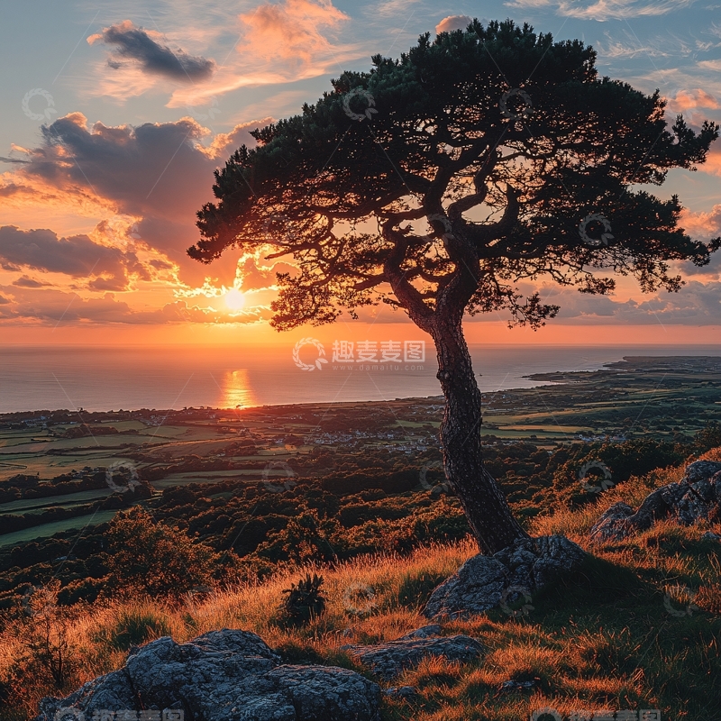 高清大图下载【趣麦麦图】唯美树木日出4
