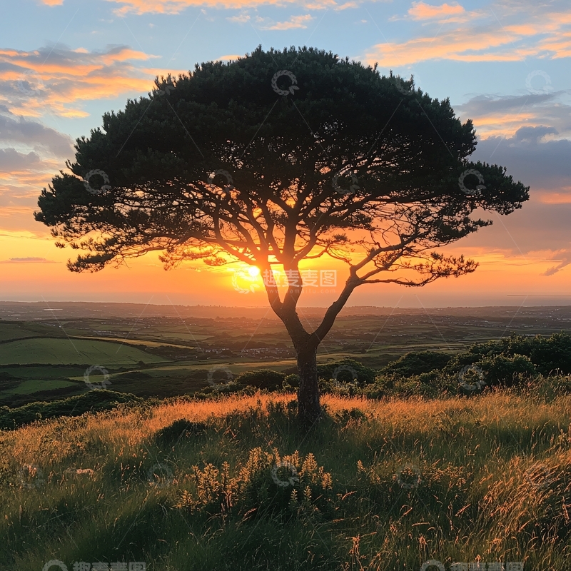 高清大图下载【趣麦麦图】唯美阳光小树31