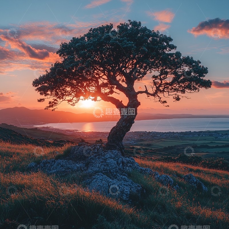 高清大图下载【趣麦麦图】大树落日2