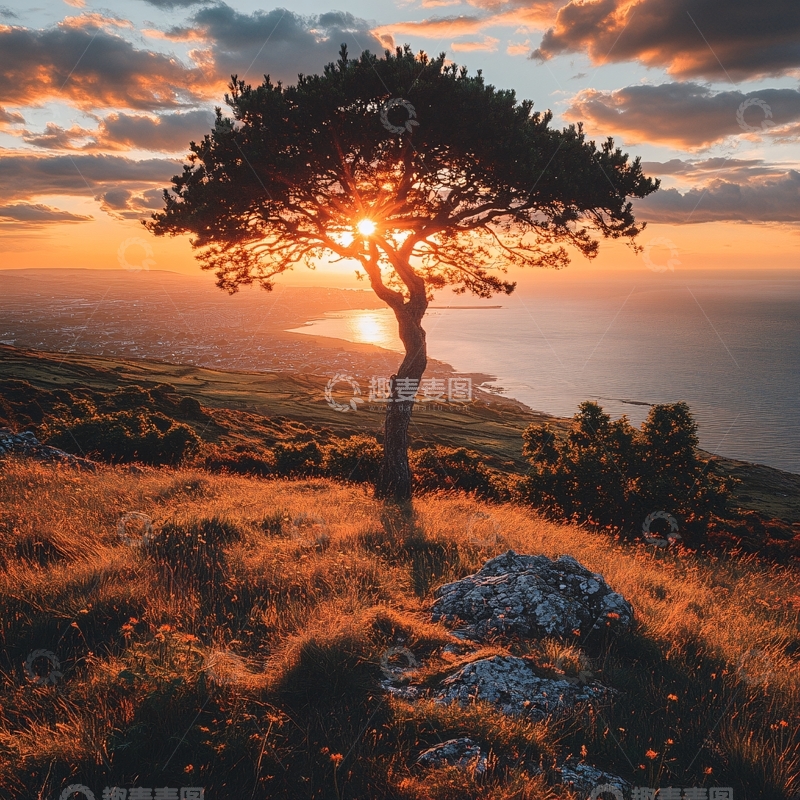 高清大图下载【趣麦麦图】唯美阳光小树32