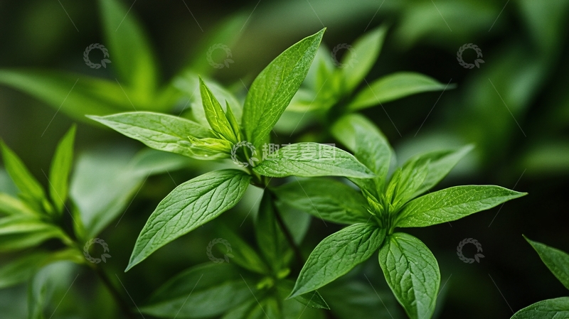 高清大图下载【趣麦麦图】绿色植物壁纸4