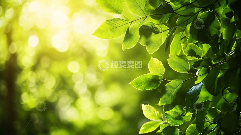 高清大图下载【趣麦麦图】阳光唯美树叶1