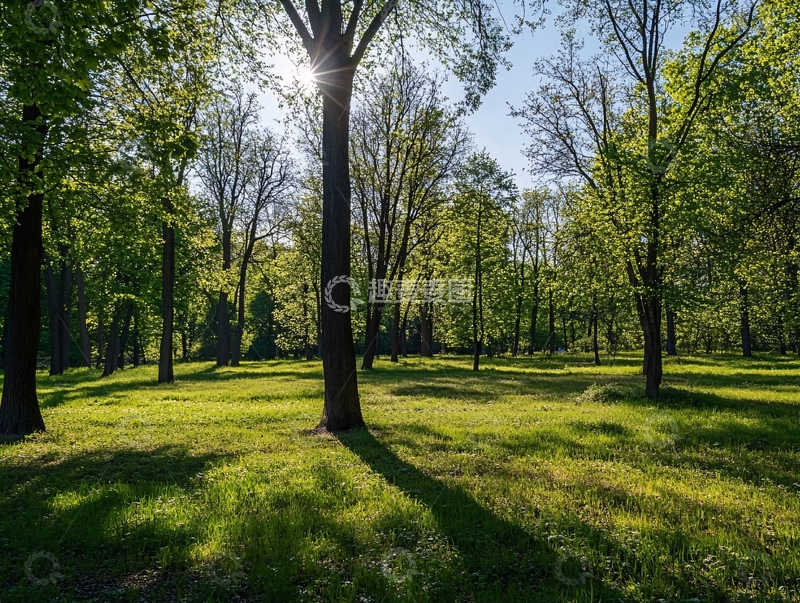高清大图下载【趣麦麦图】与树木草坪的阳光