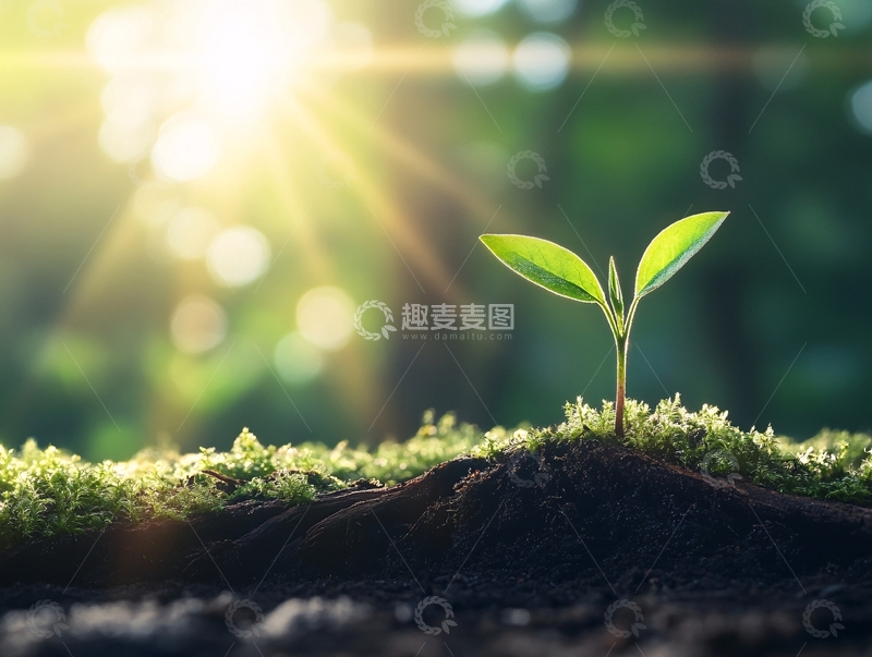 高清大图下载【趣麦麦图】阳光下的小苗55