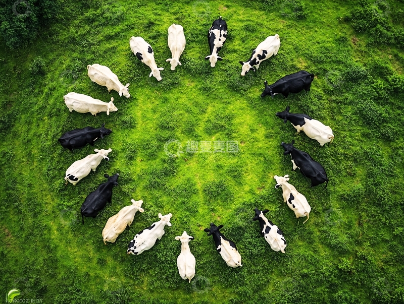 高清大图下载【趣麦麦图】群牛环绕