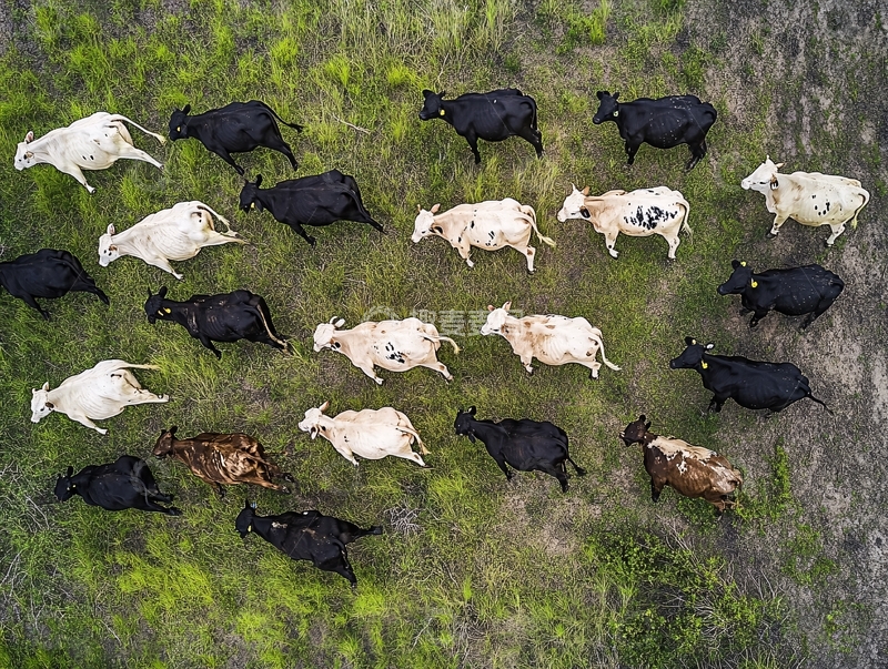 高清大图下载【趣麦麦图】航拍动物