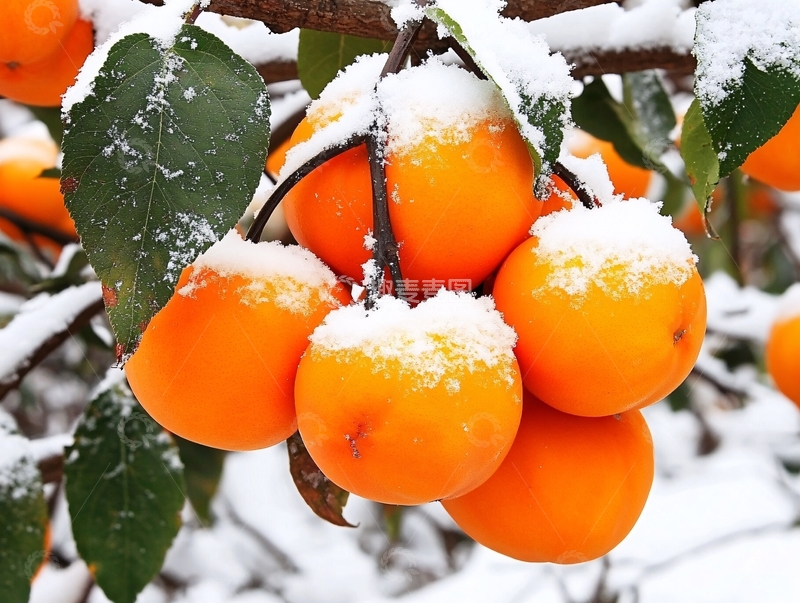 高清大图下载【趣麦麦图】雪中果