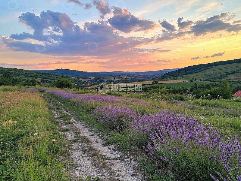 高清大图下载【趣麦麦图】薰衣草黄昏1
