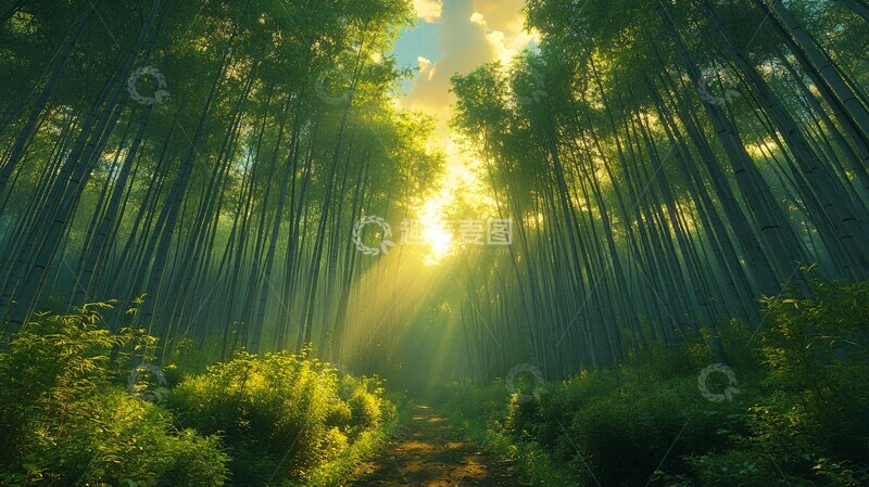 高清大图下载【趣麦麦图】阳光穿过竹林1