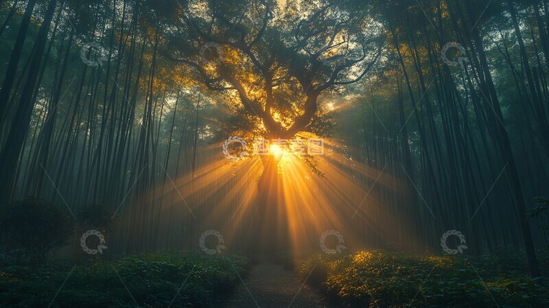 高清大图下载【趣麦麦图】阳光穿过竹林3
