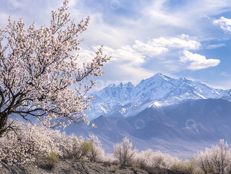 高清大图下载【趣麦麦图】塔县杏花