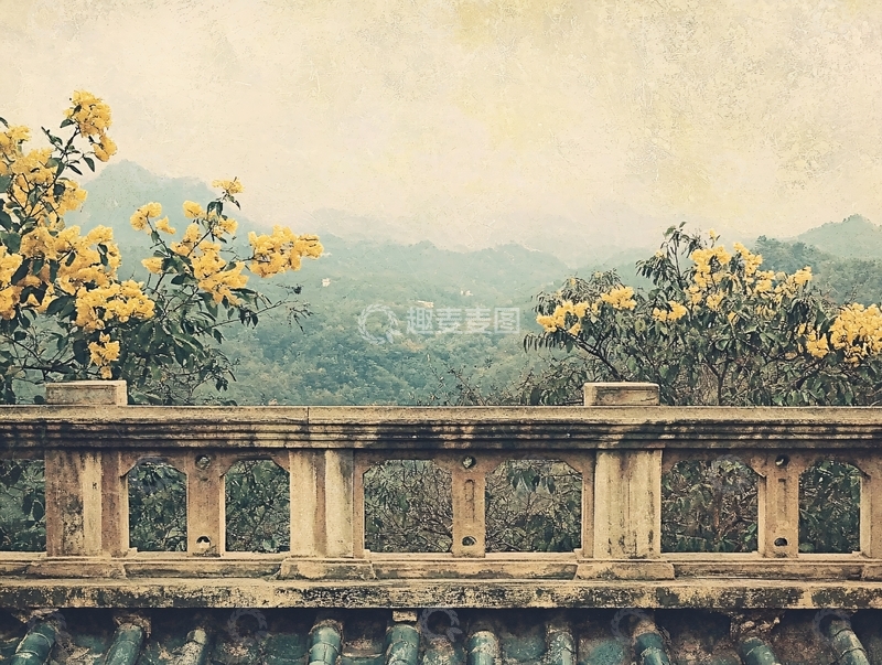 高清大图下载【趣麦麦图】墙边的黄花