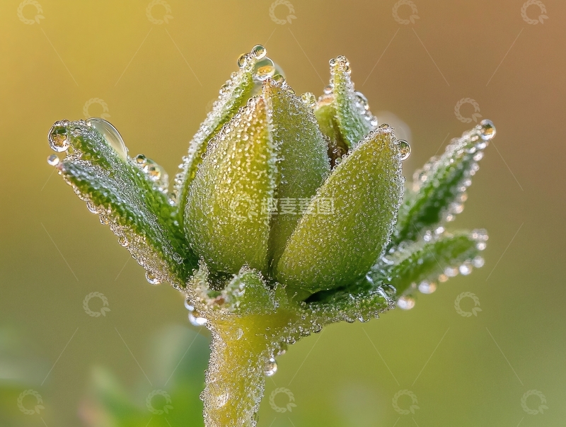 剑麻花上的晶莹露珠