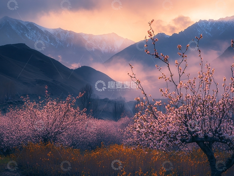 高清大图下载【趣麦麦图】塔县杏花1