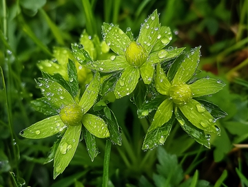 带露珠的小花小草