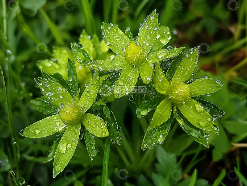 高清大图下载【趣麦麦图】带露珠的小花小草