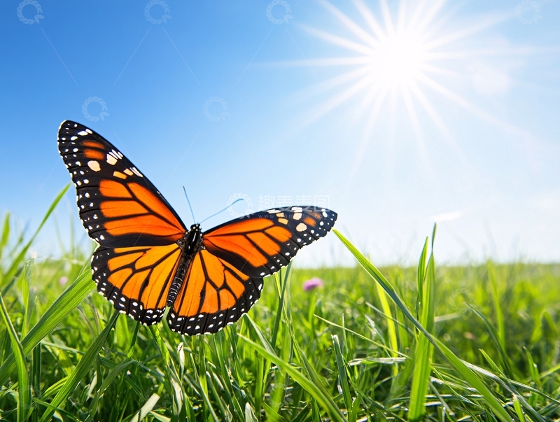 高清大图下载【趣麦麦图】晒太阳的蝴蝶1