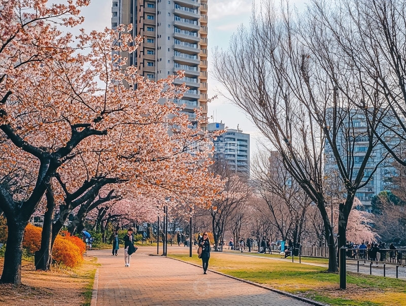 高清大图下载【趣麦麦图】樱花西道