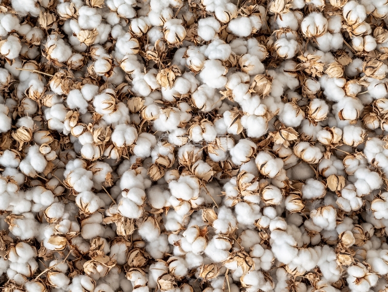高清大图下载【趣麦麦图】满地棉花