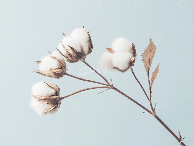 高清大图下载【趣麦麦图】唯美棉花