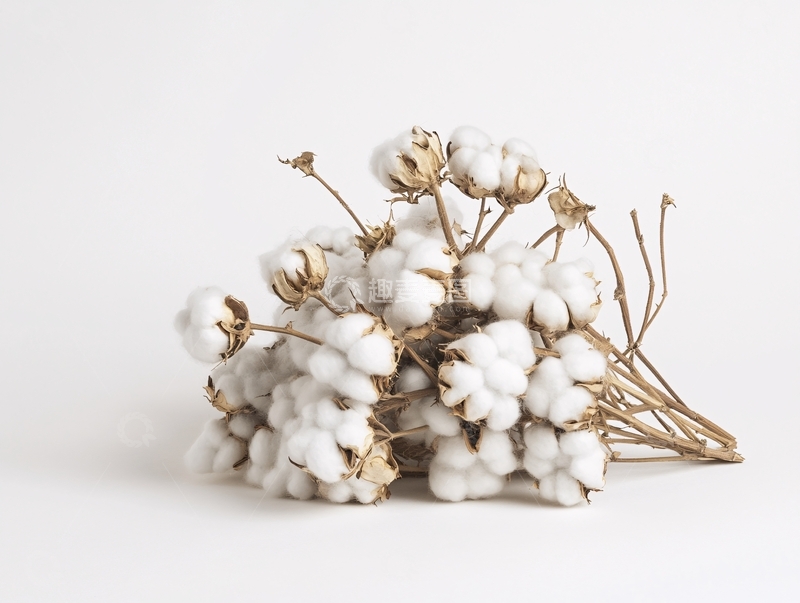 高清大图下载【趣麦麦图】新鲜棉花花卉