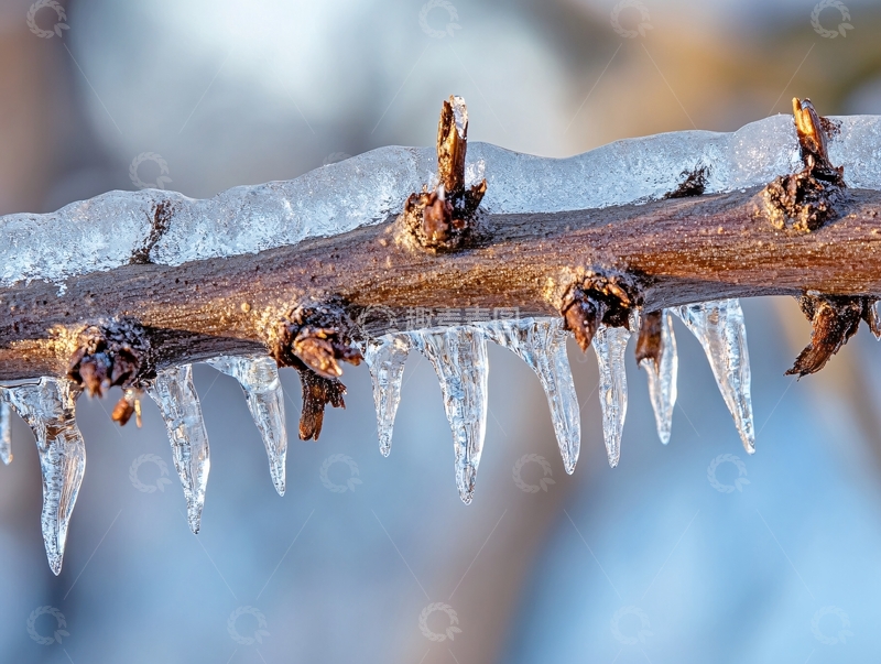 高清大图下载【趣麦麦图】枝叶上的冰挂