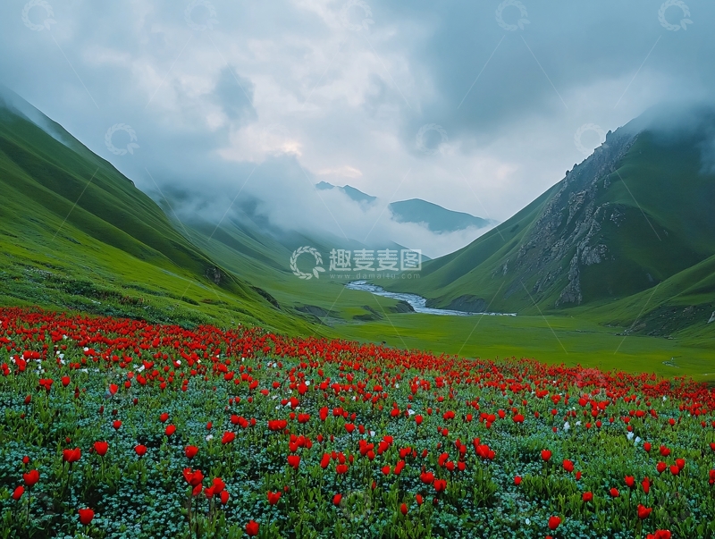 高清大图下载【趣麦麦图】新疆伊犁山花3