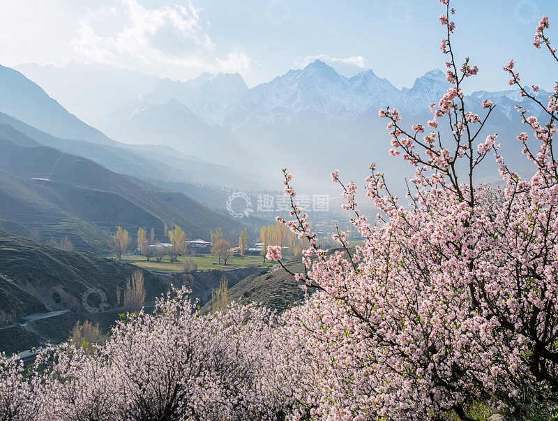高清大图下载【趣麦麦图】塔县杏花2