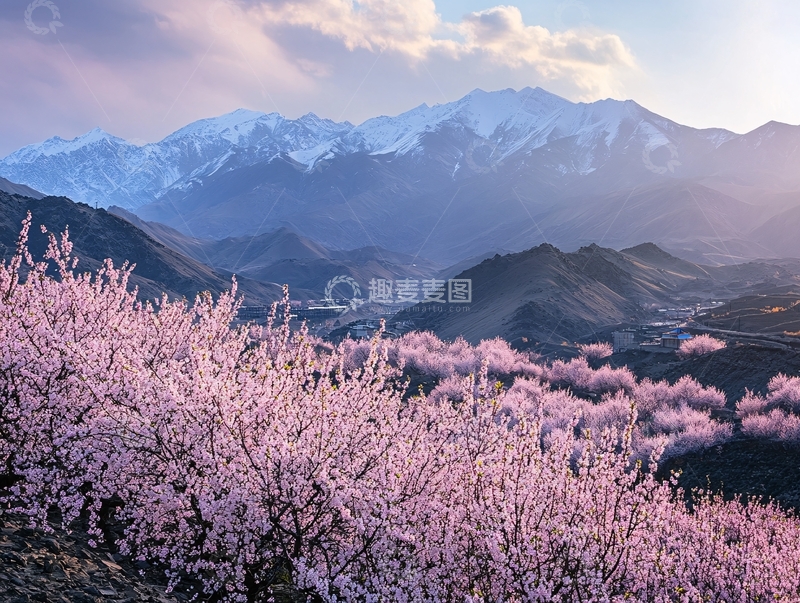 高清大图下载【趣麦麦图】新疆桃花