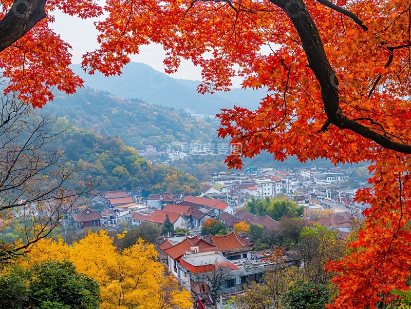 高清大图下载【趣麦麦图】焦山红叶