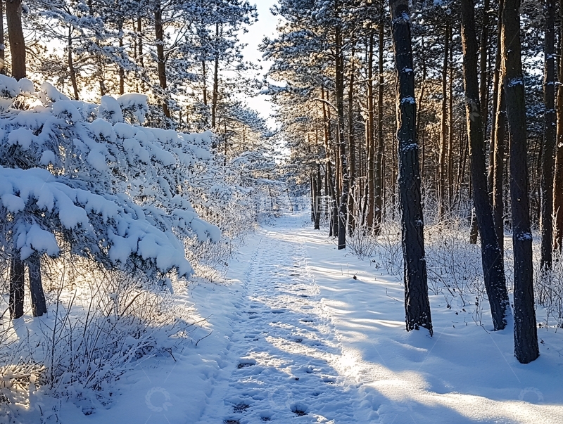 高清大图下载【趣麦麦图】森林雪地晨光