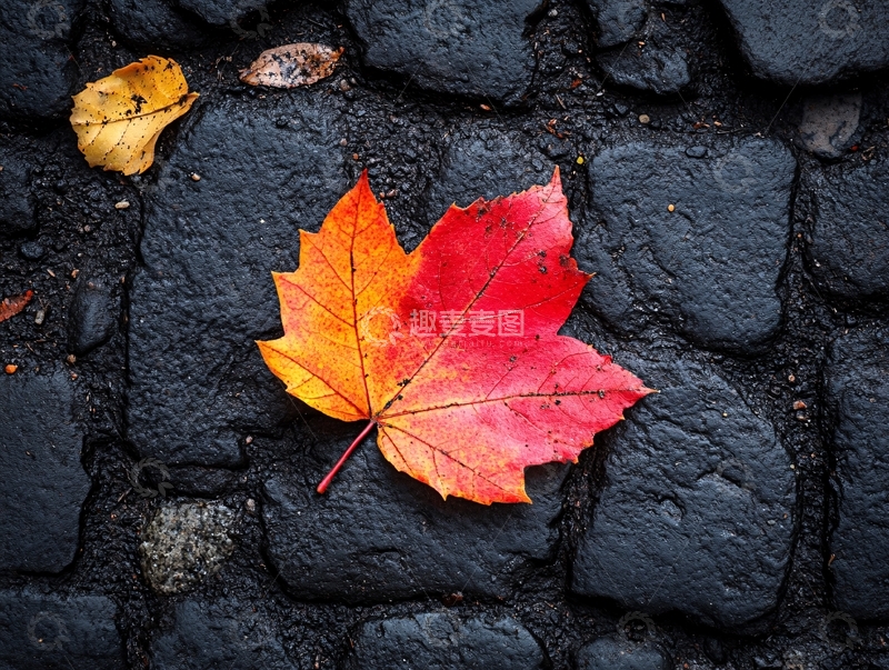 高清大图下载【趣麦麦图】石板路上的枫叶