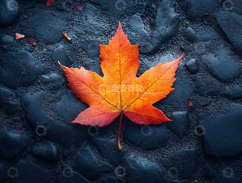高清大图下载【趣麦麦图】石头上的枫叶4