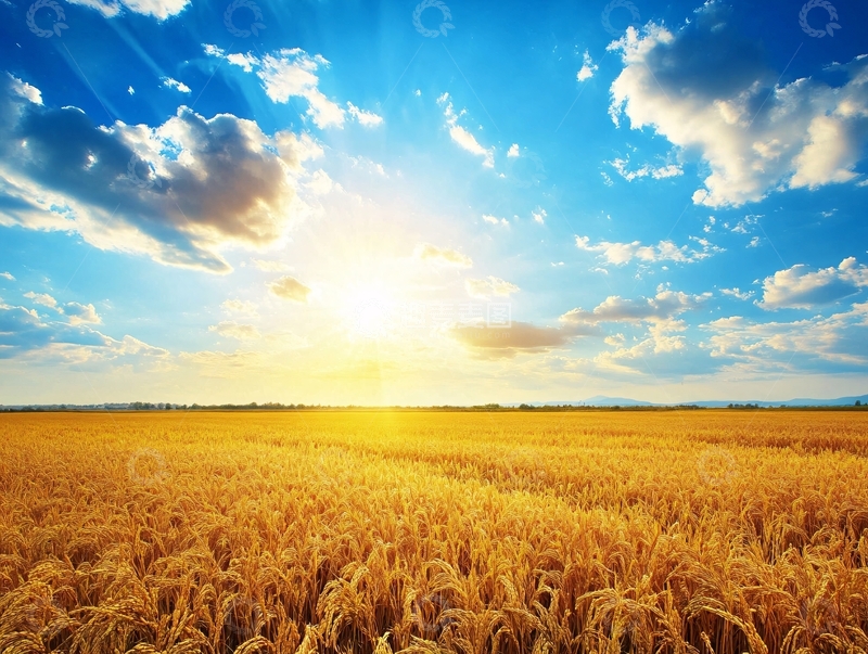 高清大图下载【趣麦麦图】麦田里的阳光1