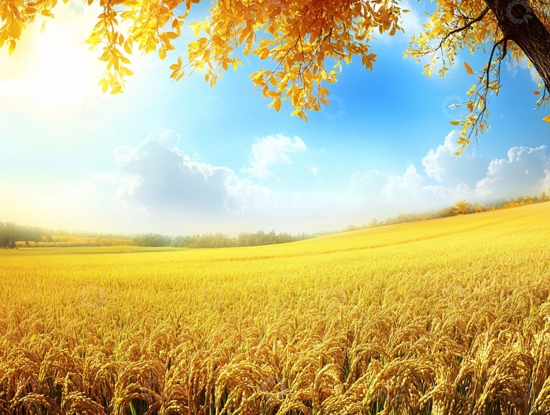 高清大图下载【趣麦麦图】成熟秋季稻香背景素材