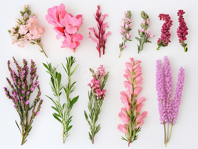 高清大图下载【趣麦麦图】现代植物花草