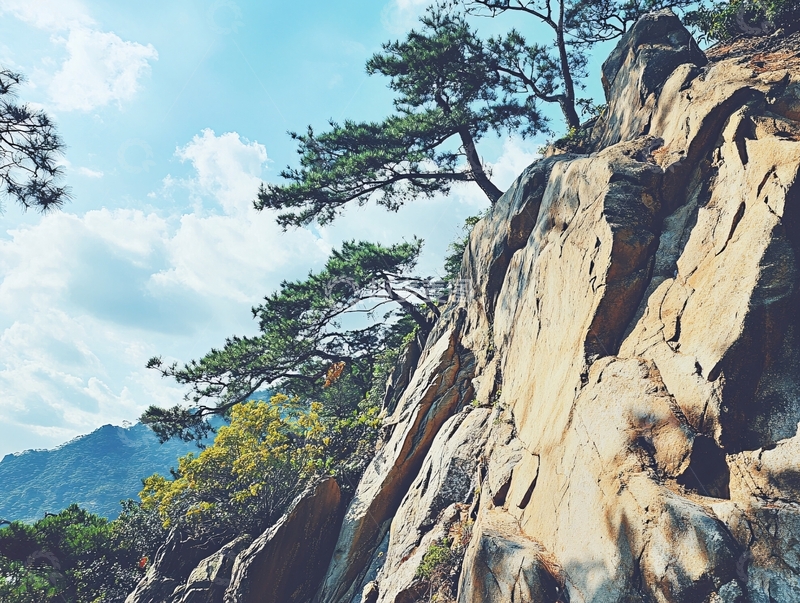 高清大图下载【趣麦麦图】千山松树