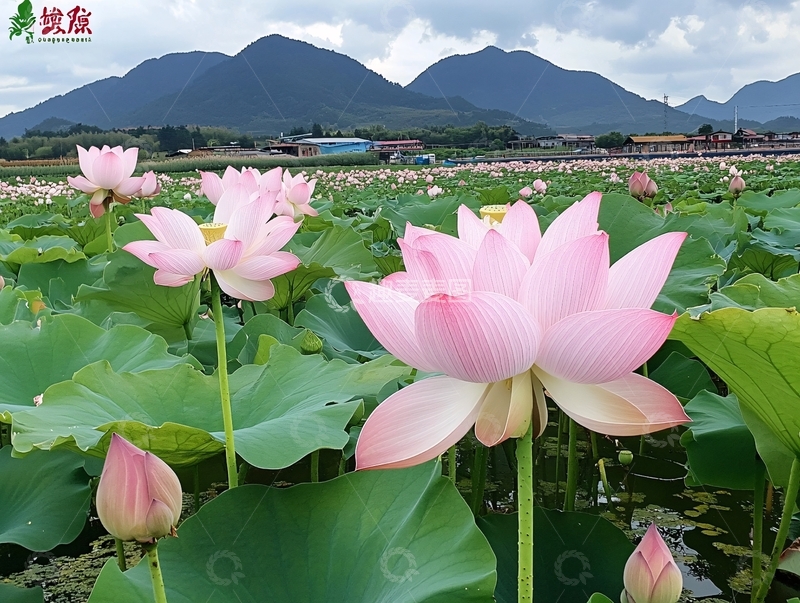 高清大图下载【趣麦麦图】万亩荷花基地