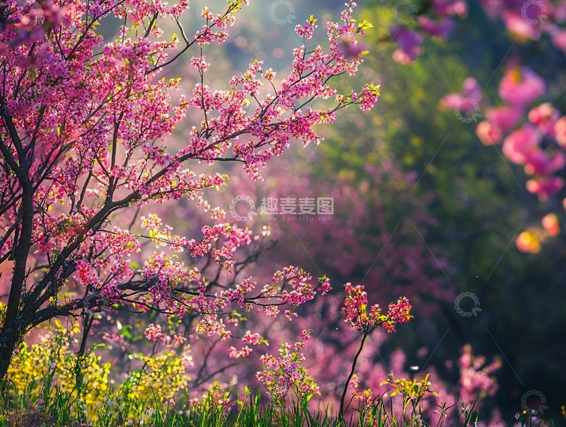 高清大图下载【趣麦麦图】晨光中的美人梅1